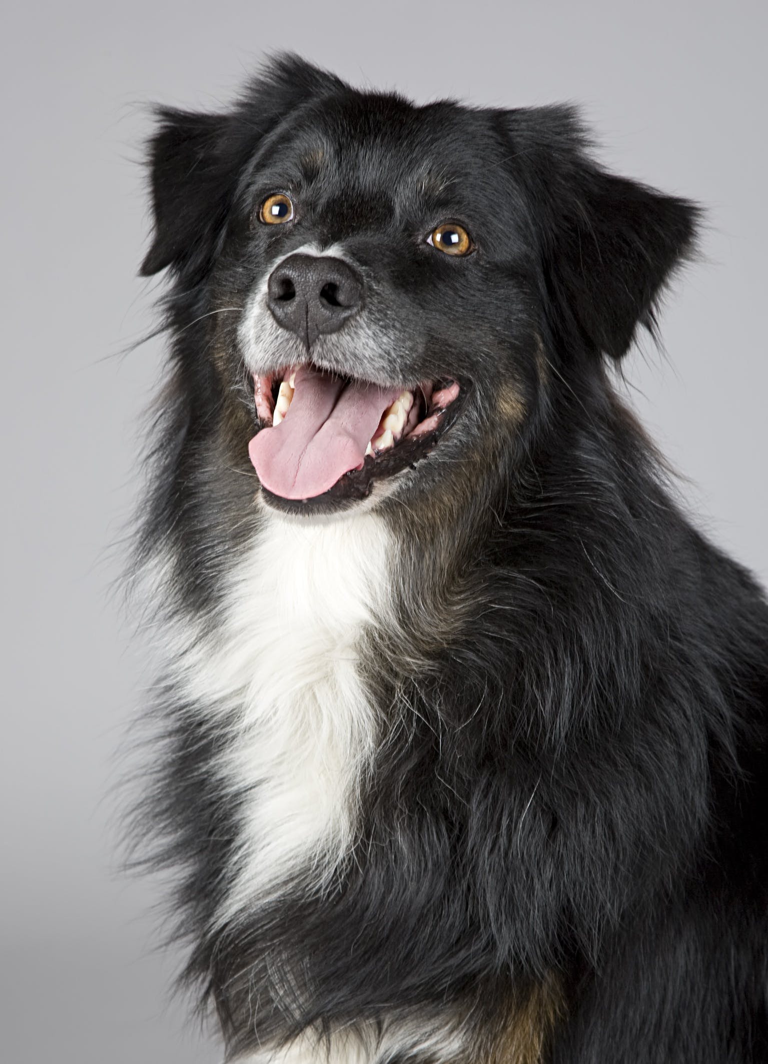 A black and white dog looking at the camera