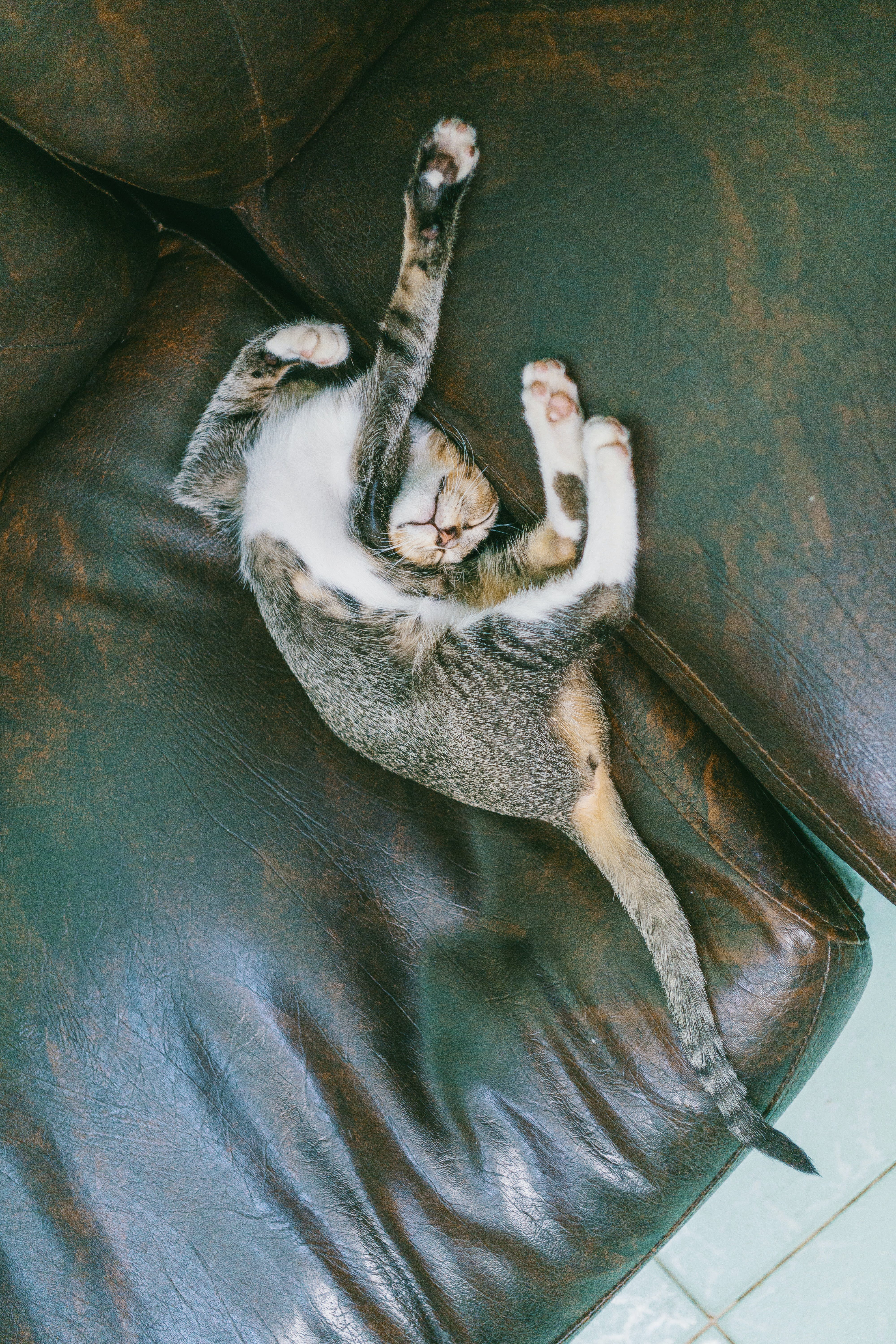 A cat grey laying upside down and stretching on a couch