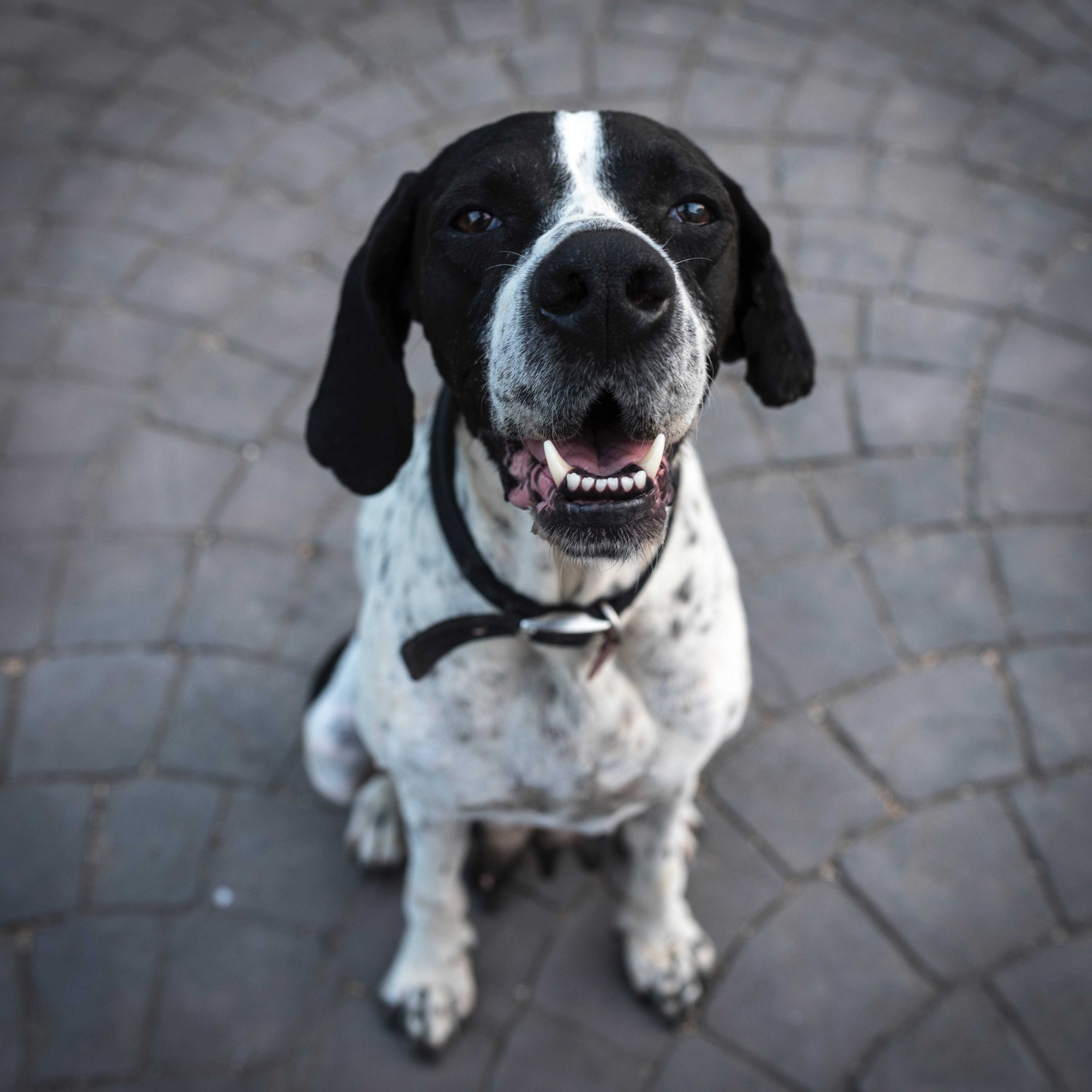 A cheerful looking black and white dog looking up at the camera