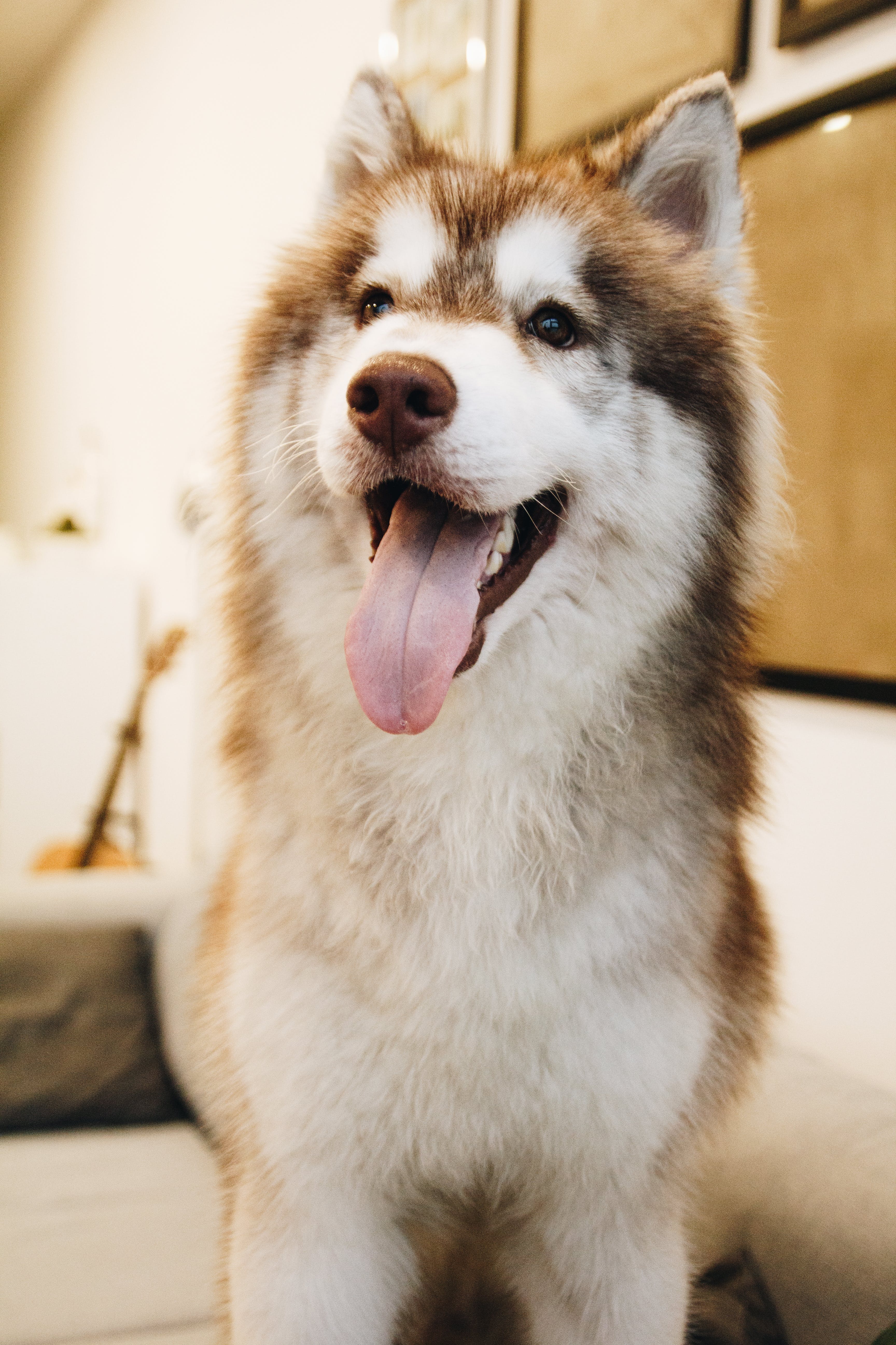 A brown and white husky dog looking at the camera and 
                    panting