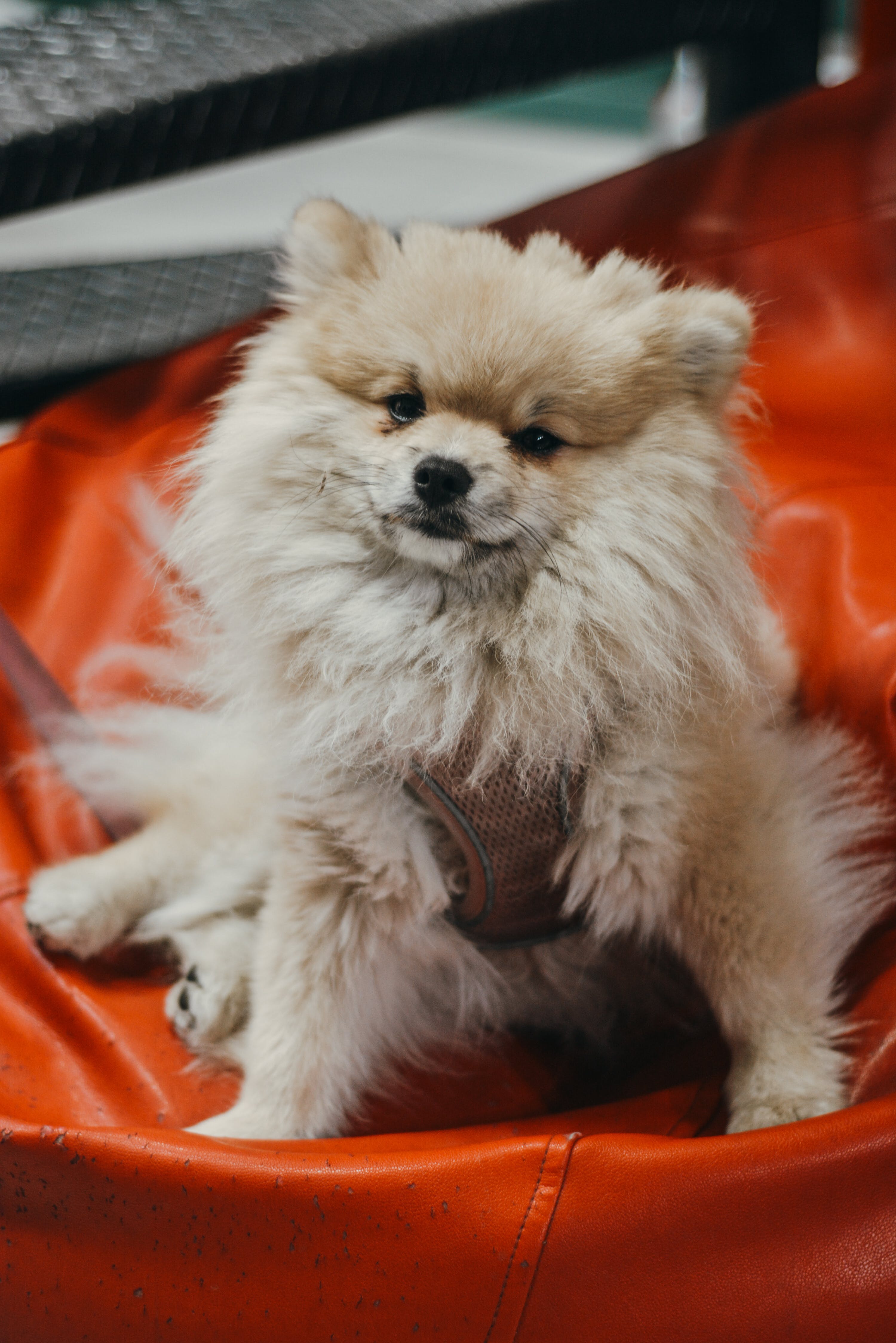 A scruffy looking whiteish brown pomeranian with a
                    harness on