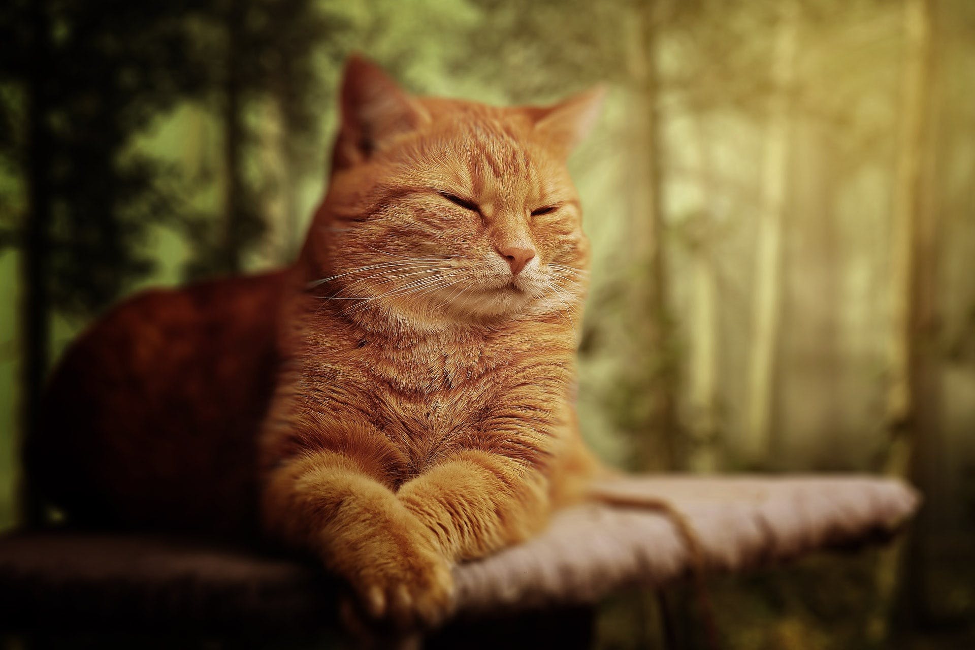 A bright orange cat with mostly closed eyes contentedly
                    laying on a surface