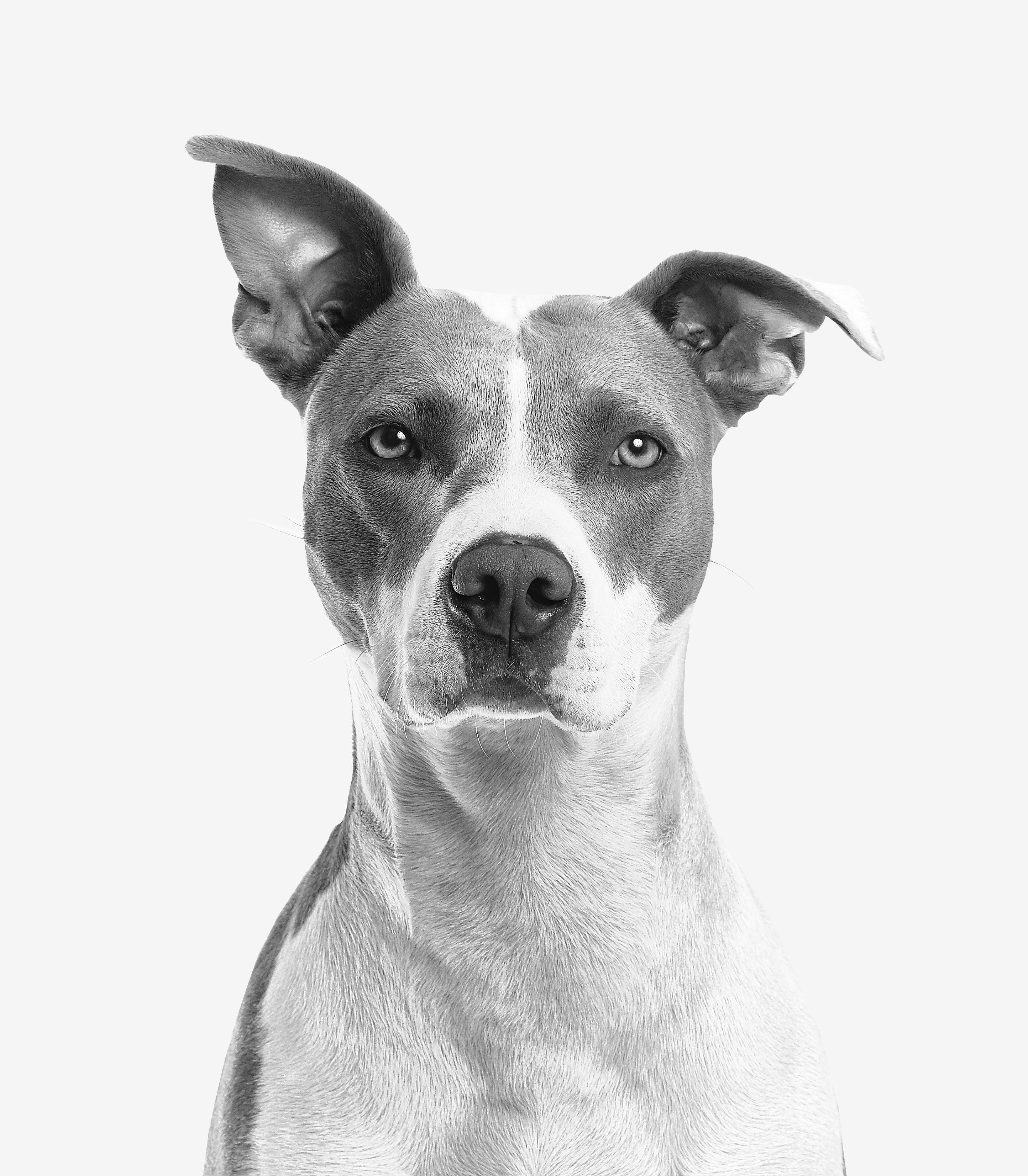 A serious looking grey and white dog looking directly
                    at the camera, ears perked